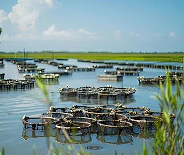 Blue Revolution: Exploring the Wave of Sustainable Aquaculture Growth