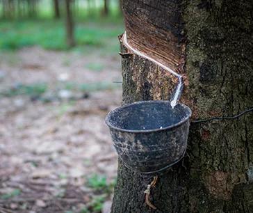 Natural Rubber: The Essential Commodity Powering Modern Industries