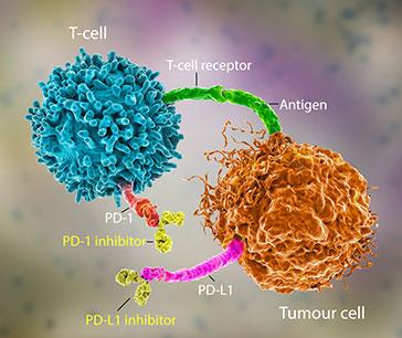 Visual representation of Immune Checkpoint Inhibitors Visual representation of Immune Checkpoint Inhibitors